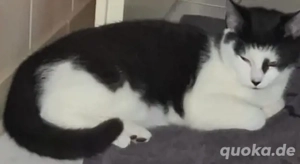 Katze in liebevolle Hände abzugeben. 