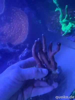 Milka koralle Meerwasser