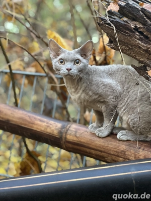 Devon Rex Deckkater mit Stammbaum   gesund, liebevoll & außergewöhnlich gefärbt