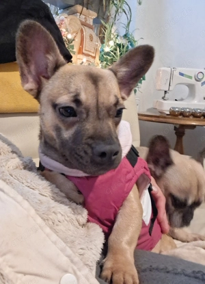 ZWILLINGS Schwestern suchen gemeinsames Zuhause