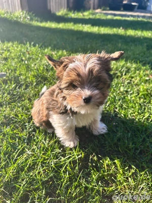   Yorkshire Terrier Rüden mit Ahnentafel zu verkaufen   
