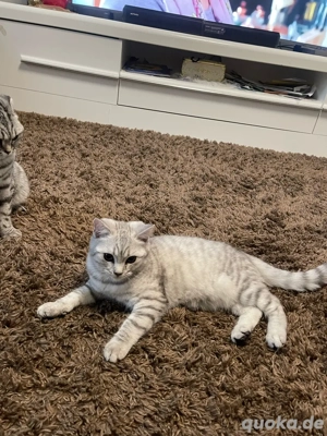 Katze zu verkauf 3,5 moante jung