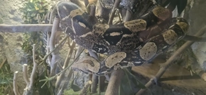 Boa constrictor Imperator 0.1 Bild 4