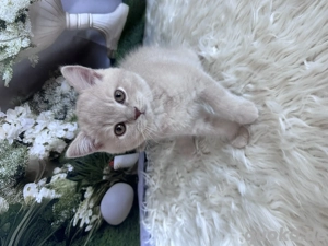 BKH Kitten mit Stammbaum 