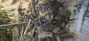 Boa constrictor Imperator 0.1 Bild 5