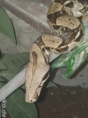 Boa constrictor Imperator 0.1 Bild 2