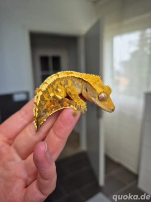 Correlophus ciliatus pos. Weibchen Kronengecko Tricolor Harlequin Extreme Harlequin 