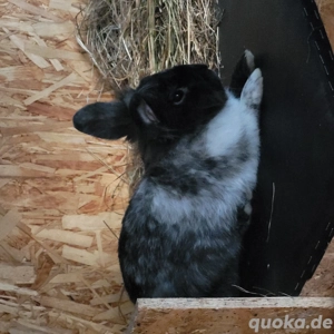 2 Zwergkaninchen männlich nicht kastriert 
