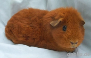 Meerschweinchen... schöne Jungtiere ODER auch ältere Tiere möglich