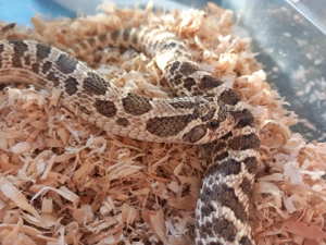 Hakennasennattern   Heterodon nasicus 