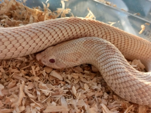 Hakennasennattern   Heterodon nasicus 