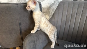 Bengal Kitten Snow Mink Sepia geboren am 24.10.25