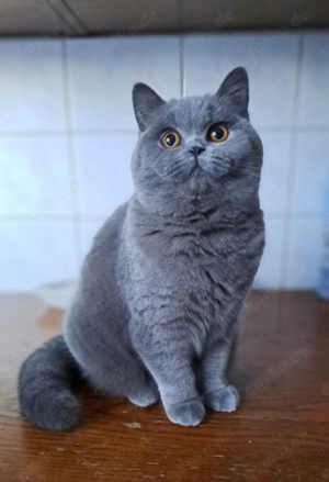 Britisch kurzhaar blau mit Stammbaum weiblich