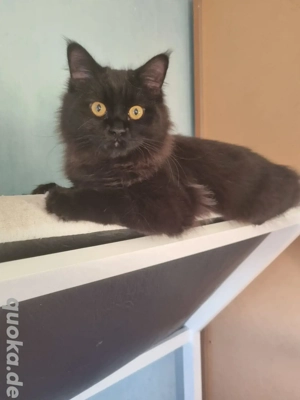 Liebevoller Kater sucht sein Traumzuhause 