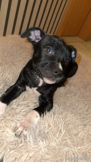 Amarican Bulldog Staffordshire Terrier