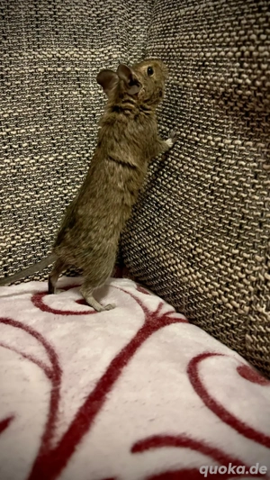 Junge Degus