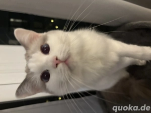 Reinrassige Ragdoll , 2 Jahre 