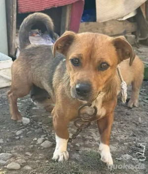 Bruna - ein Leben an der Kette - trotzdem voller Vertrauen