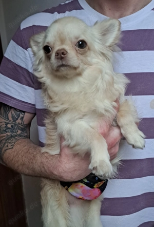 Chihuahua rüde langhaar creme