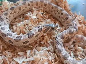 Heterodon nasicus Hakennasennattern Nachzucht 2024