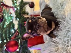 Französische Bulldoggen Welpen 