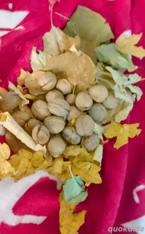 Walnüsse aus der Ernte 2025 3.-  KG