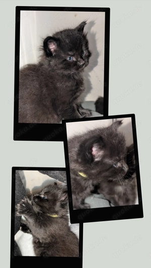 Maine Coon Mixe suchen bald ein Zuhause 