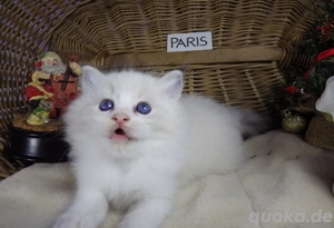 Ragdoll-Kätzchen "Paris" Mädchen mit Stammbaum!