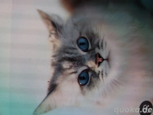 Suche Blue Point Kater, kastriert 