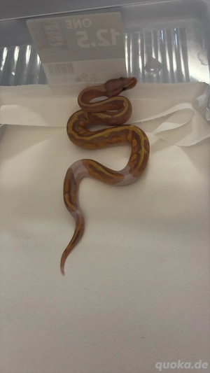 verkaufe mein piebald pärchen von 2025 