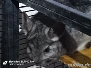 Chinchilla Weibchen 