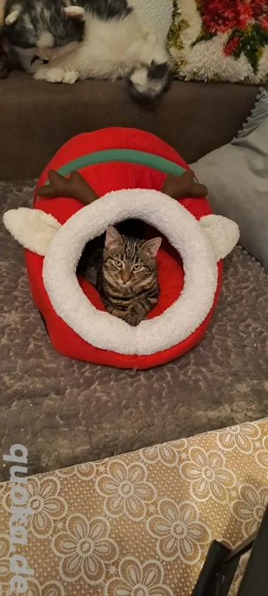 Kater " Leo " kastriert