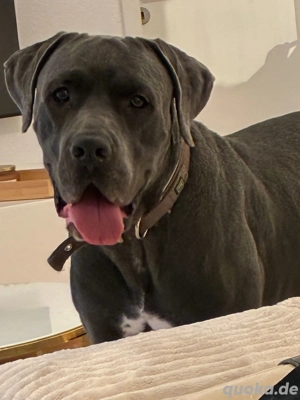 Dringend!!!!! Cane Corso Rüde Hugo abzugeben