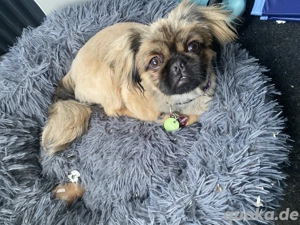 Pekinese sucht Zuhause 