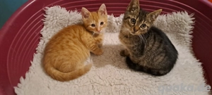Katzenbaby " Sanjo und Sascha "