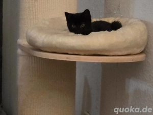 Kurai und Akira suchen ein gemeinsames zuhause 