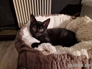 Riku und Riya suchen ein gemeinsames zuhause 