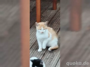 Haru und Himawari suchen gemeinsma ein zuhause