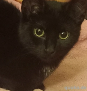 Kätzchen ( kitte) in liebevolle Hände abzugeben. 