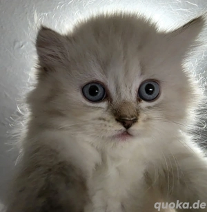 Wunderschönes Himalayan Perser (Blue Point) Kätzchen (Weiblich, 3 Monate alt)  