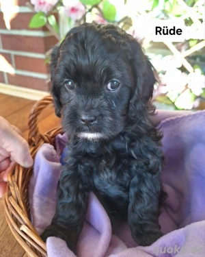 Wunderschöne Cavapoo Welpen in verschiedenen Farben 