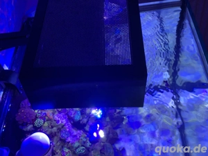 Meerwasser Aquarium komplett  Bild 3