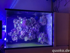 Meerwasseraquarium komplett 