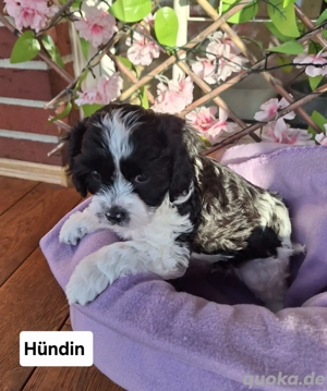 Wunderschöne Cavapoo Welpen in verschiedenen Farben 