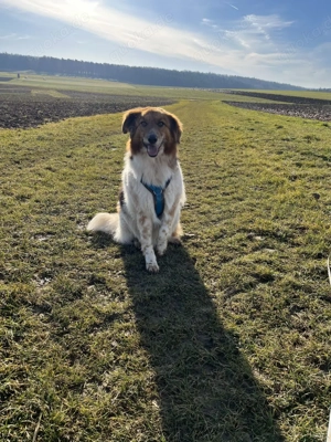 Gino, geb. Nov. 2022, kastriert