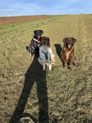 Gino, geb. Nov. 2022, kastriert Bild 3