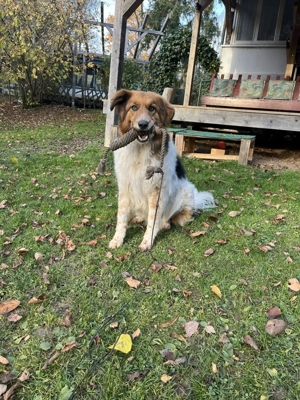 Gino, geb. Nov. 2022, kastriert Bild 6