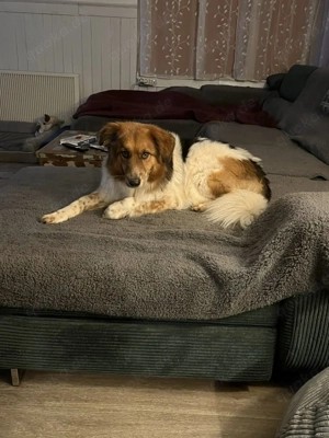 Gino, geb. Nov. 2022, kastriert Bild 5