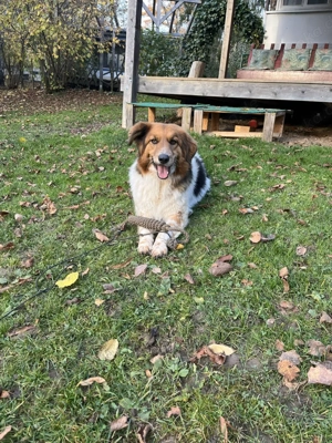 Gino, geb. Nov. 2022, kastriert Bild 8