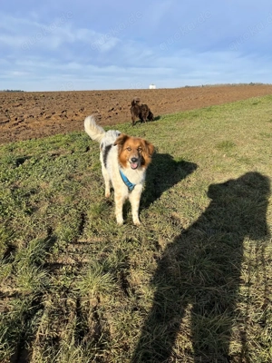 Gino, geb. Nov. 2022, kastriert Bild 2